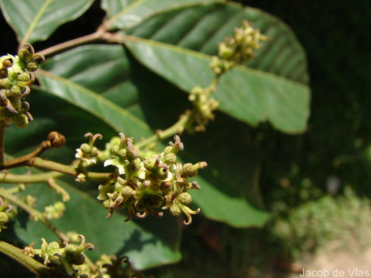Nephelium lappaceum L.
